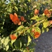 10 16 Bougainvillea at the gate