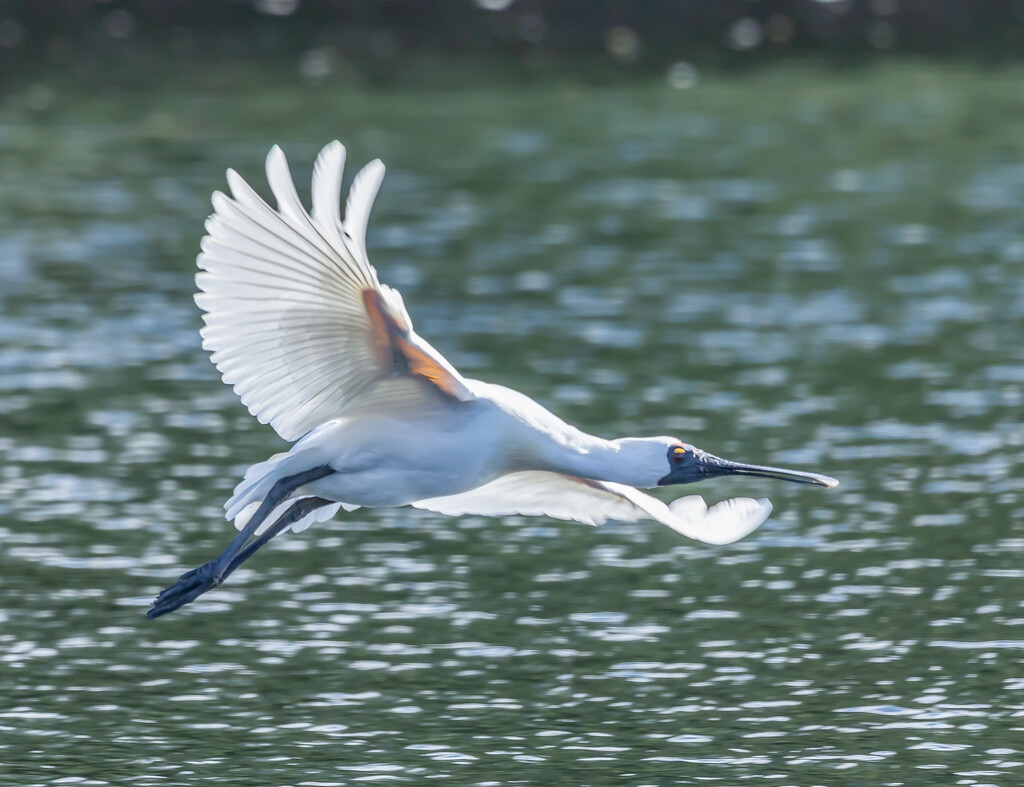 Take off successful  by creative_shots