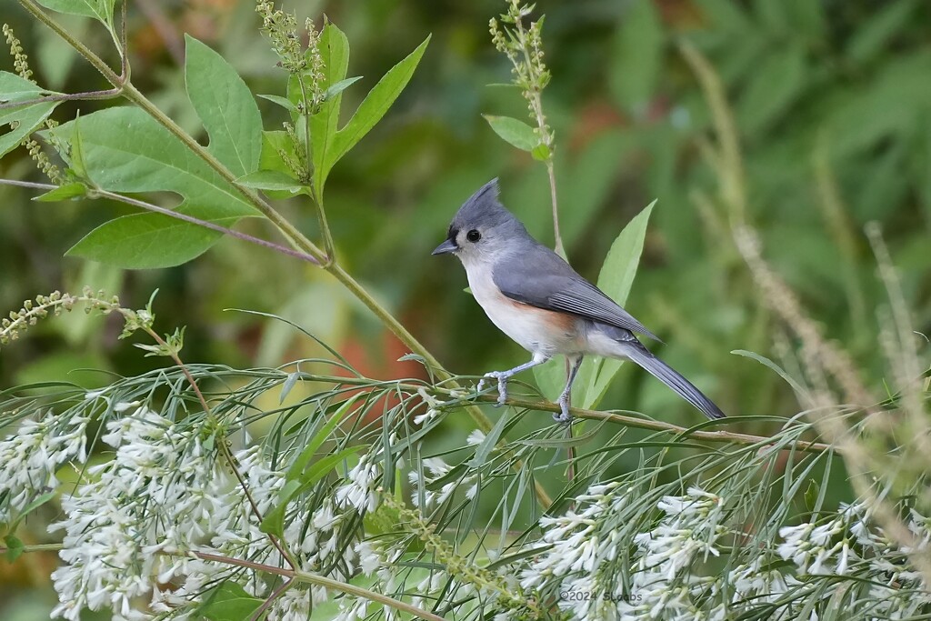 Titmouse by slaabs