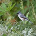 Titmouse