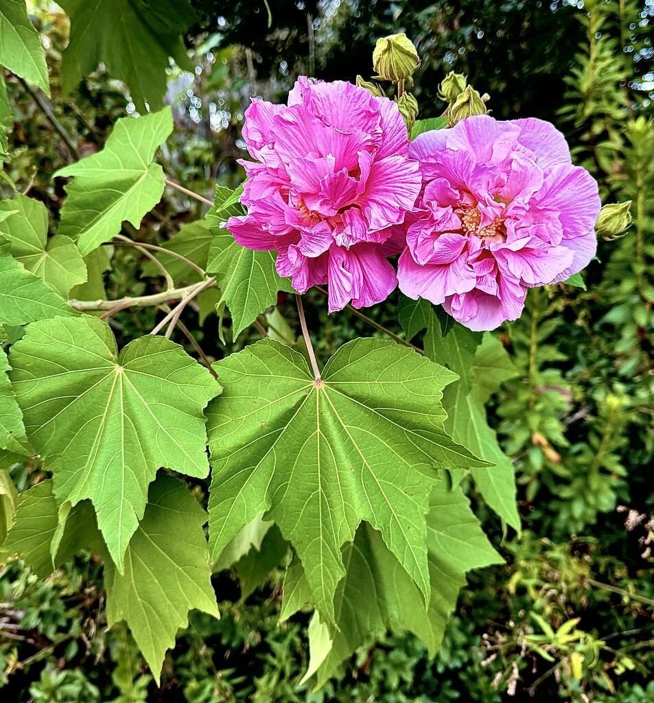 Cotton rosemallow by congaree