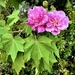 Cotton rosemallow by congaree