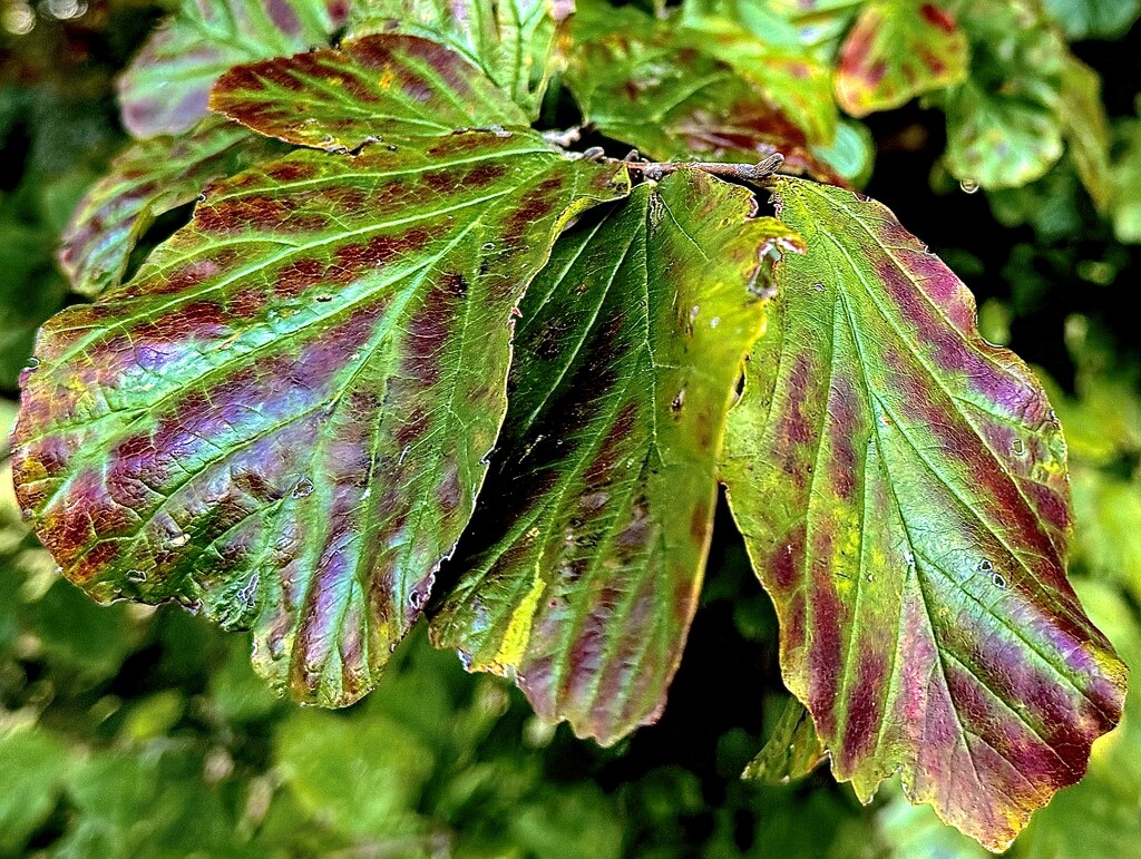 Witch hazel leaf changing  colors by congaree