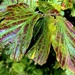 Witch hazel leaf changing  colors