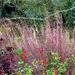 Sweet grass is in bloom