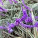 Mexican Sage