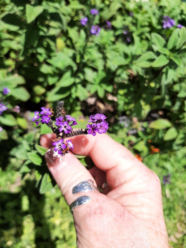 Community Gardens  by mozette