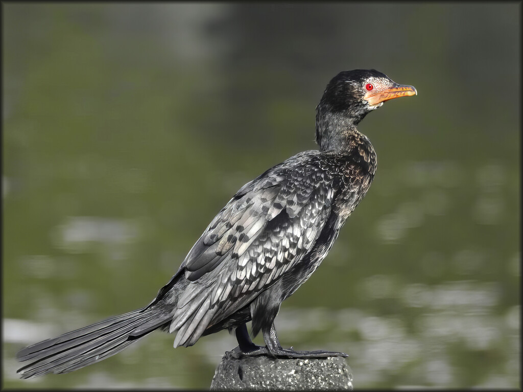 A thoughtful Cormorant by ludwigsdiana