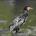 A thoughtful Cormorant by ludwigsdiana