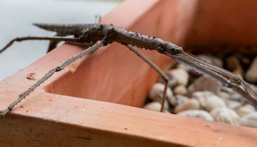 Annam Stick Insect by peterhamilton