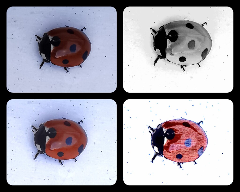 Ladybird  by plainjaneandnononsense