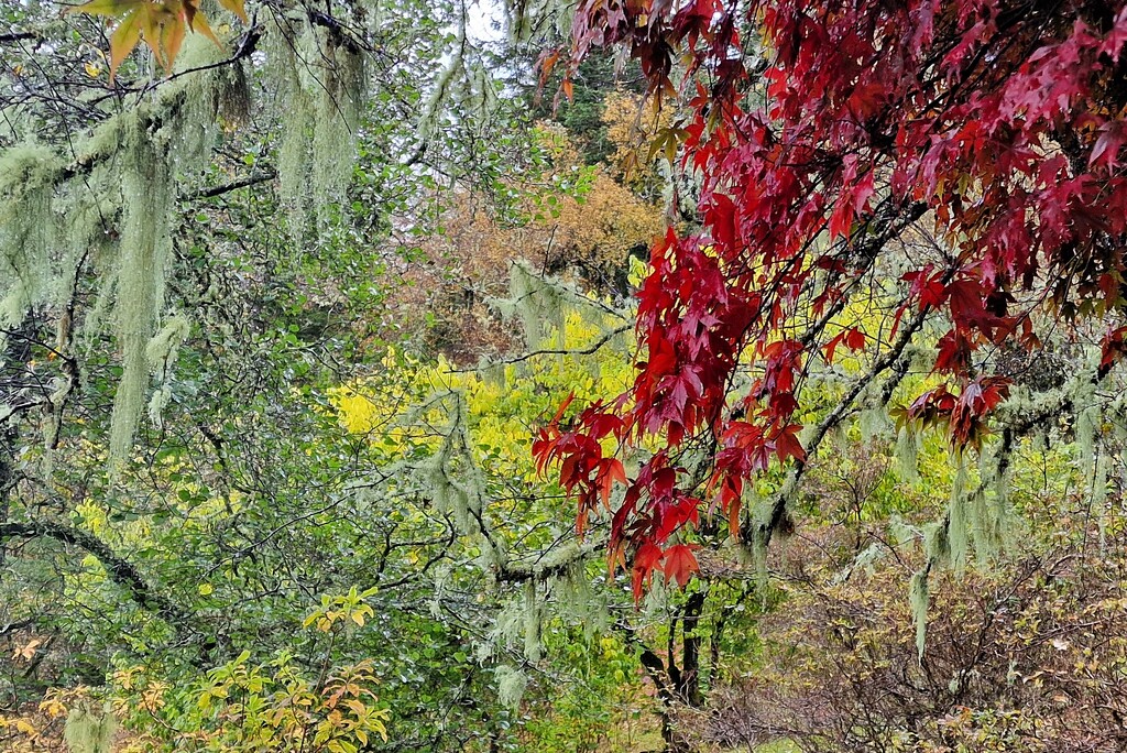 autumn colours by christophercox