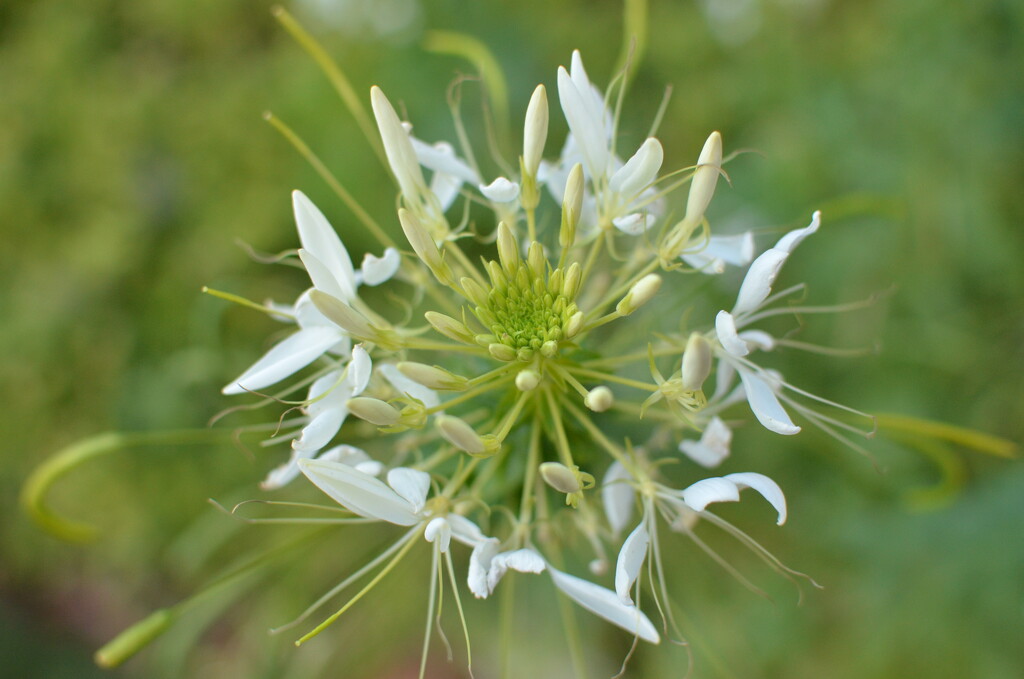 Cleome Closeup by pej76