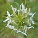 Cleome Closeup