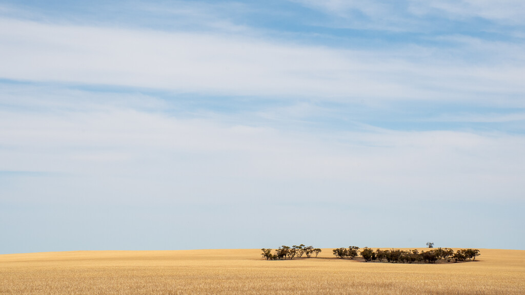 Wheat fields in the Mallee by nannasgotitgoingon