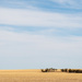 Wheat fields in the Mallee by nannasgotitgoingon