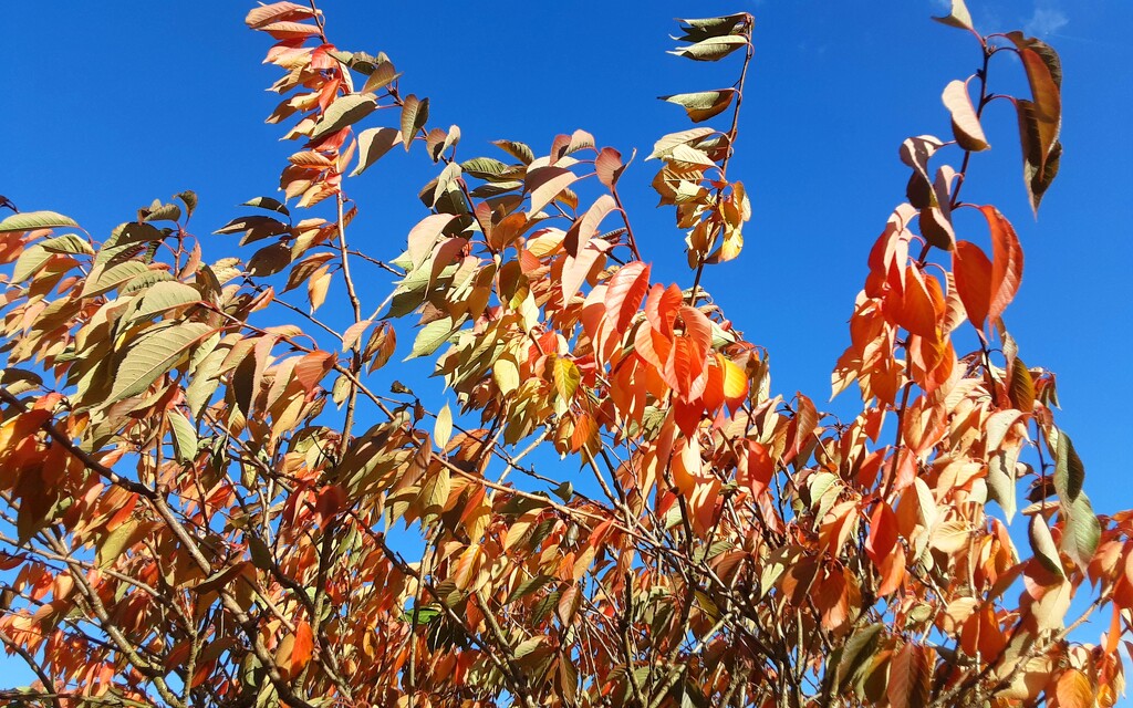  Colourful Autumn leaves on our Cherry tree. by grace55