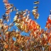  Colourful Autumn leaves on our Cherry tree.