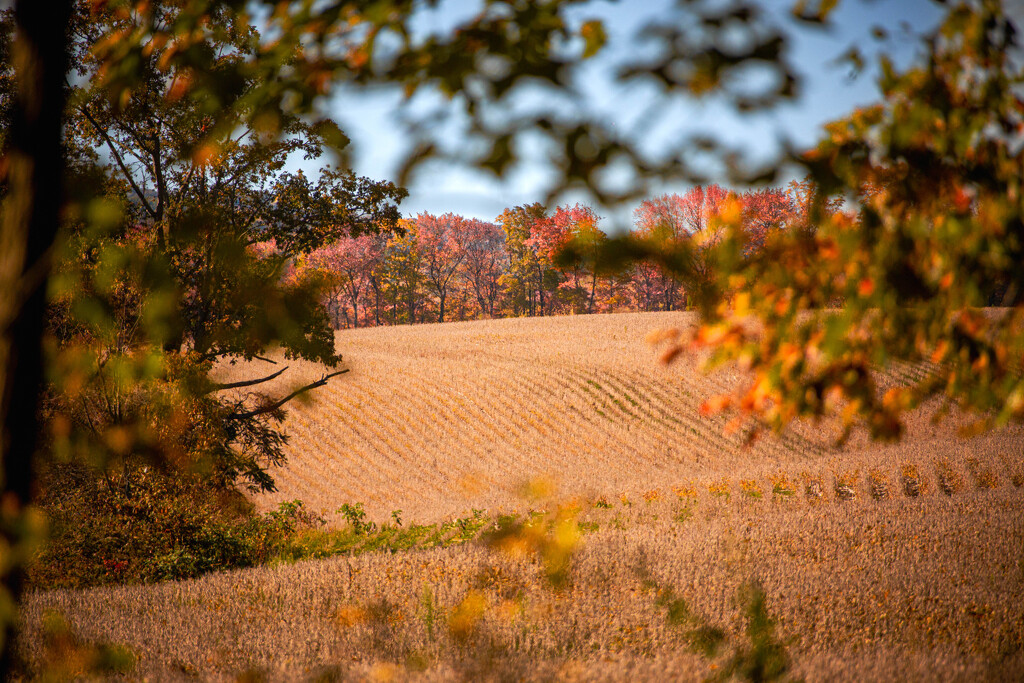 Autumn across the field by frodob