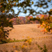 Autumn across the field