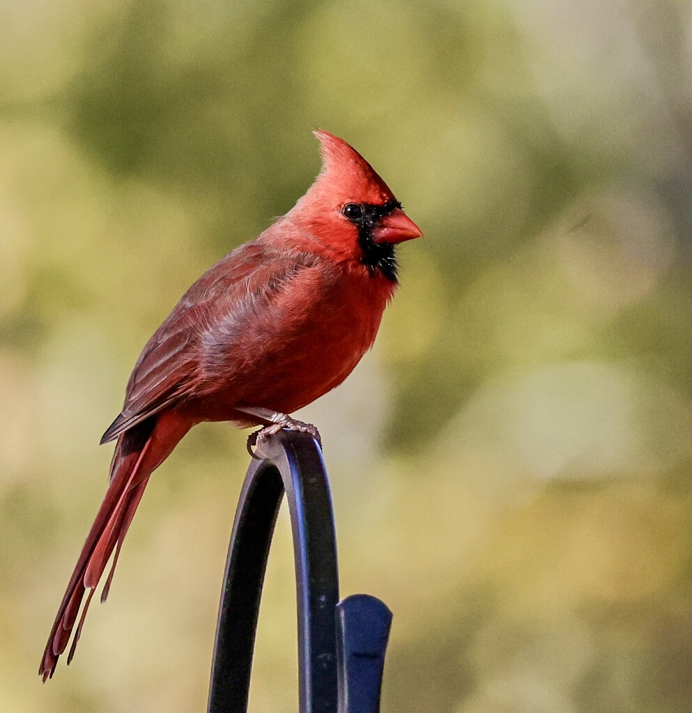 Cardinal  by corinnec