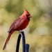 Cardinal  by corinnec