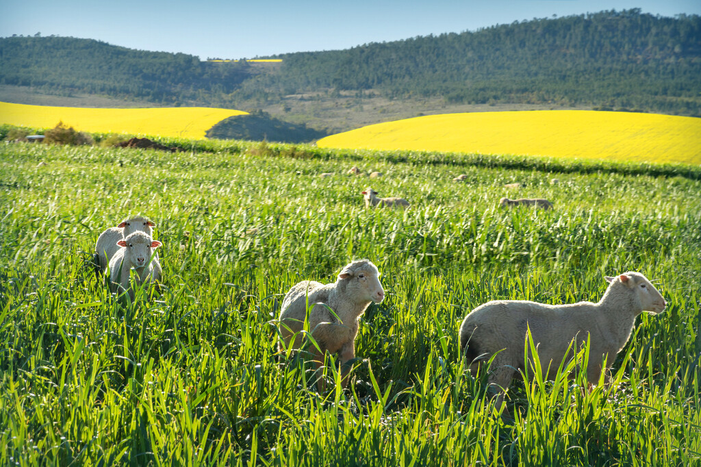 Hiding in the wheatfield by ludwigsdiana