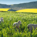 Hiding in the wheatfield by ludwigsdiana