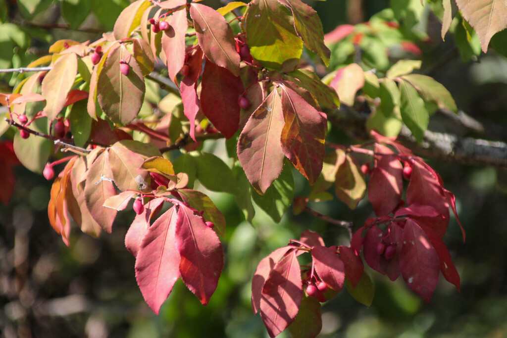 Colorful leaves by mittens