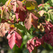 Colorful leaves