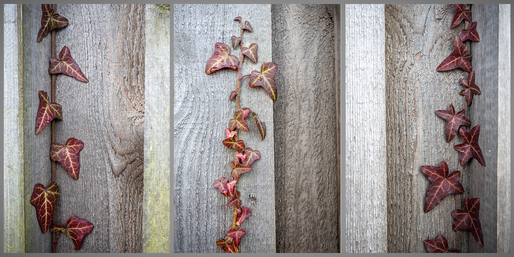 Ivy triptych by helstor365