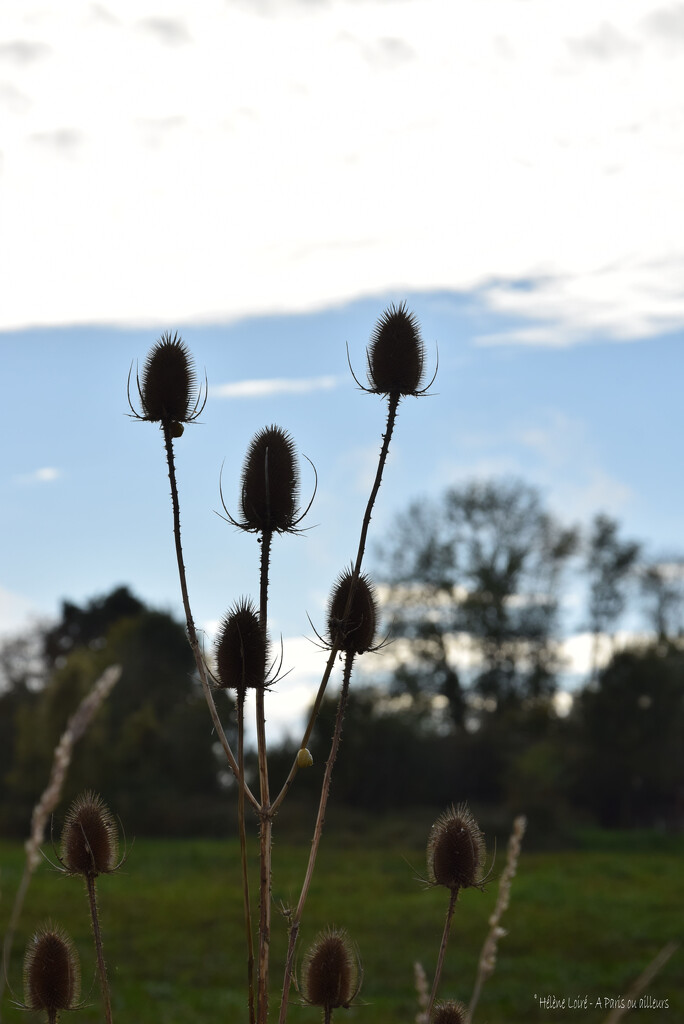 Thistle by parisouailleurs