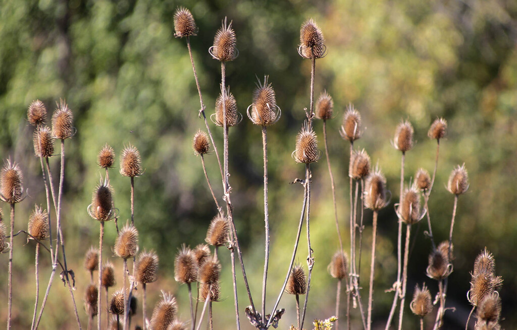 Teasels by mittens