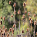 Teasels