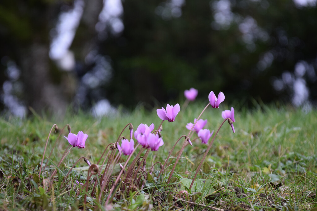 Cyclamen by parisouailleurs