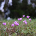 Cyclamen by parisouailleurs