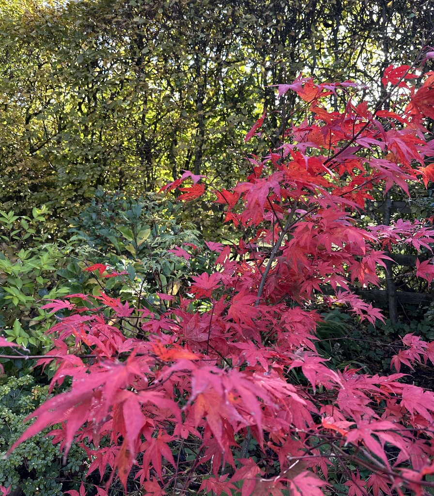 Vibrant Autumn Colours  by wendystout