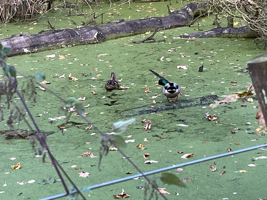 Duck couple on a blustery day by helenawall