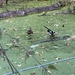 Duck couple on a blustery day