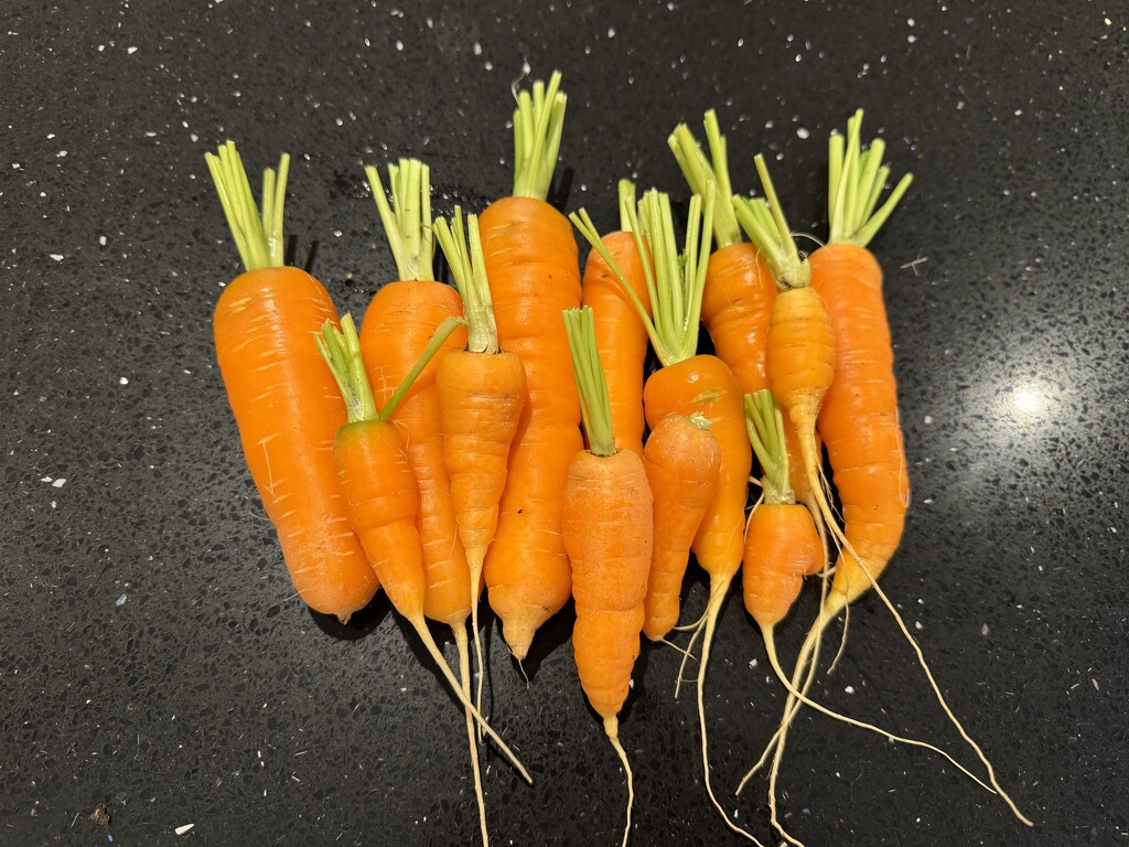 Home-Grown Carrots for Tonight's Supper by susiemc