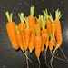 Home-Grown Carrots for Tonight's Supper