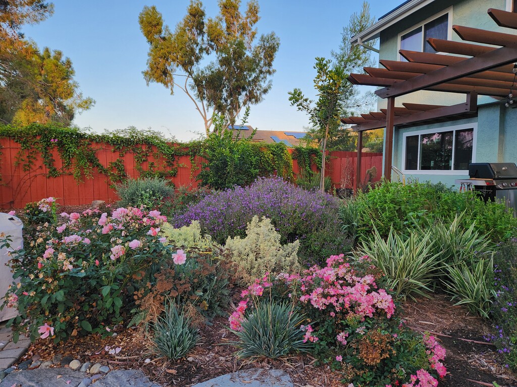 Backyard in Bloom by mariaostrowski