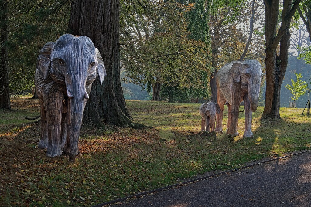 Elephant Family by billyboy