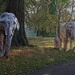 Elephant Family