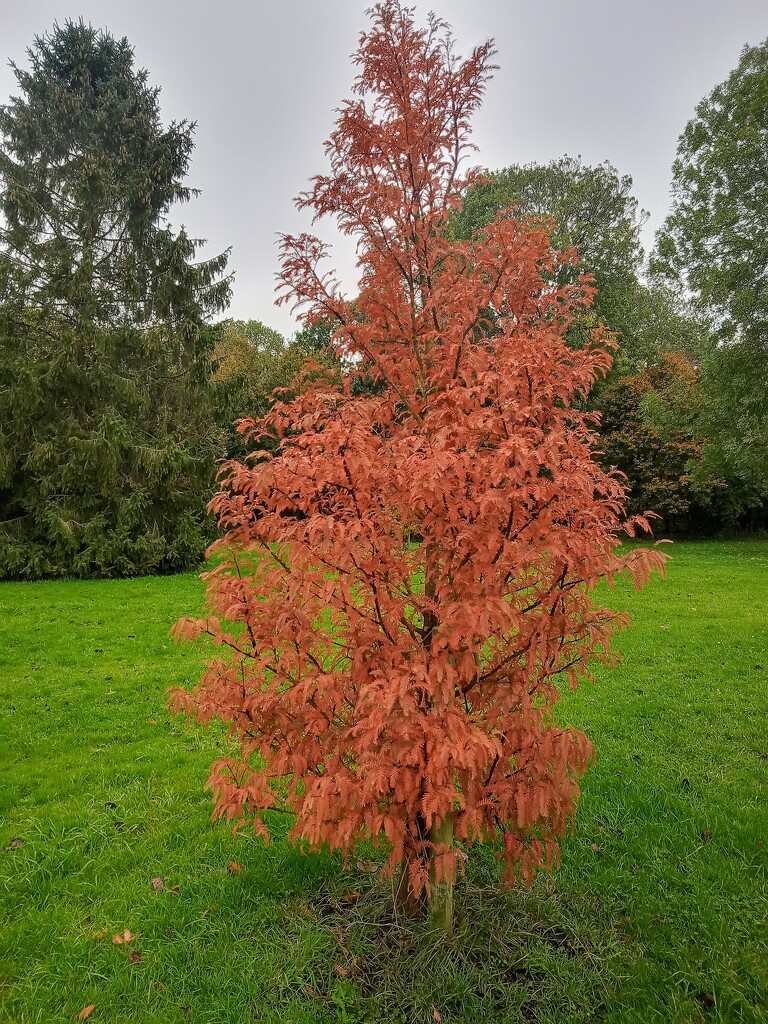 Autumn Glory  by 365projectorgjoworboys