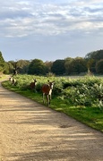 20th Oct 2024 - The walk home from Richmond