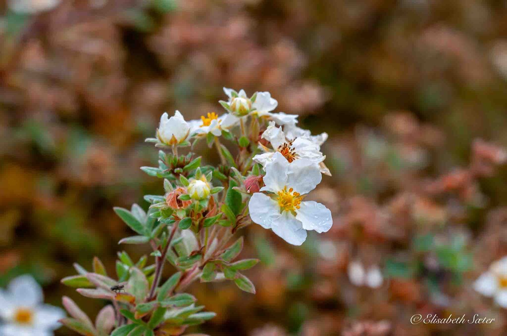 White flowers by elisasaeter