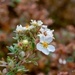 White flowers by elisasaeter