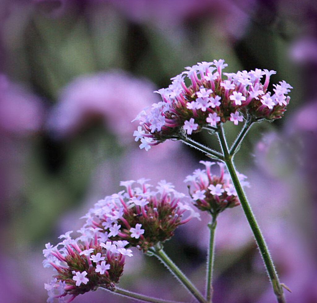 Verbena  by wendyfrost