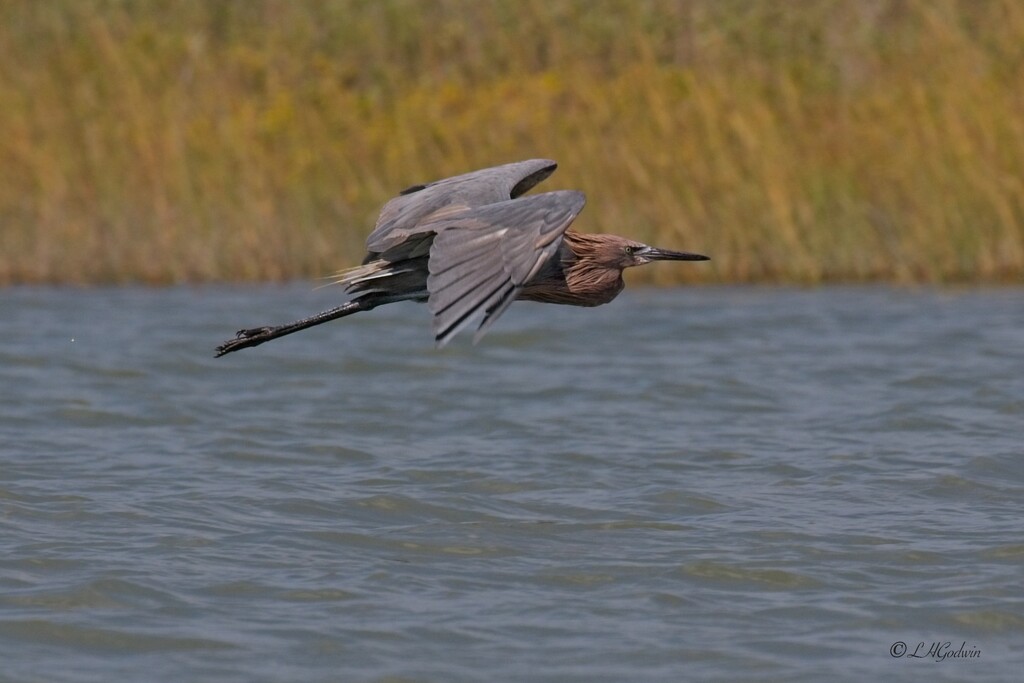 LHG_7334Reddish Egret in flight at Goose Island by rontu